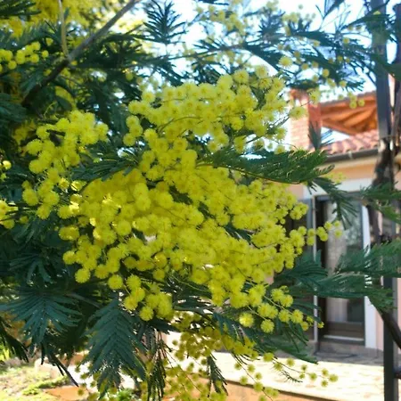 Grazia * Poreč